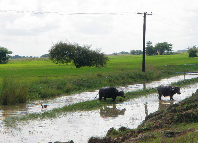 Burma Foundation