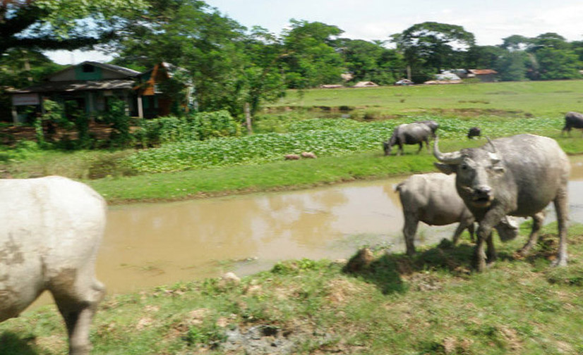 Burma Foundation